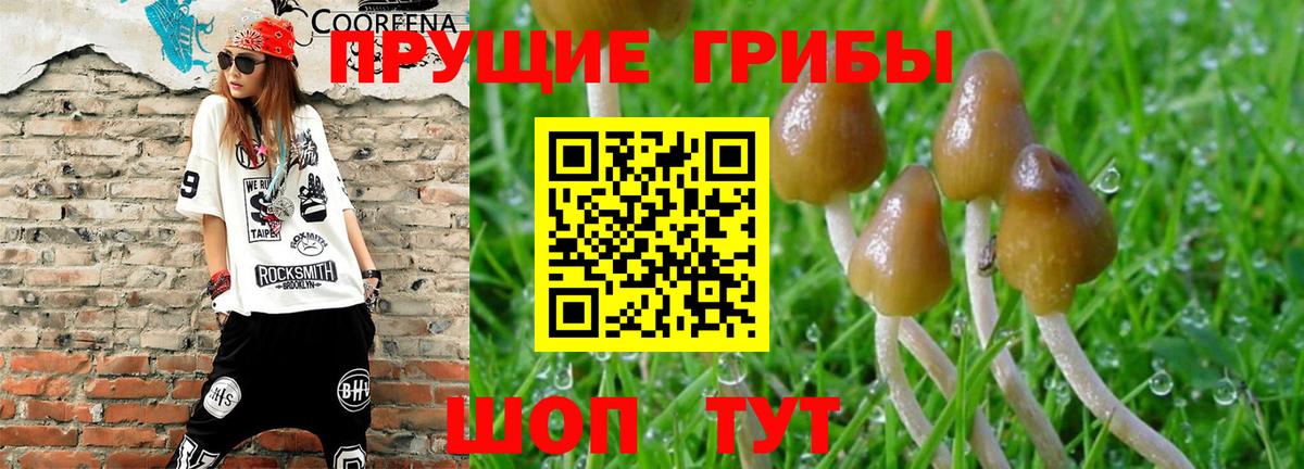 Псилоцибиновые грибы Cubensis  Галлюциногенные грибы MAGIC MUSHROOMS  Ефремов  Вход с VPN 